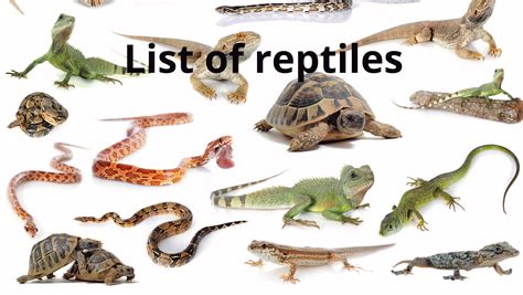 list of reptiles with pictures